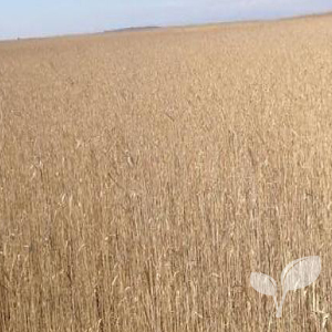 Europees riet